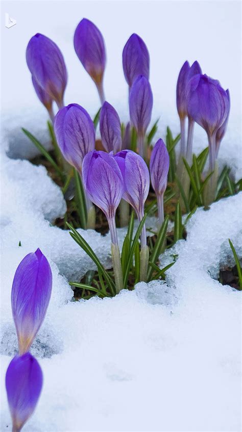 crocus in an early spring snow | Crocus flower, Beautiful flowers pictures, Flower pictures