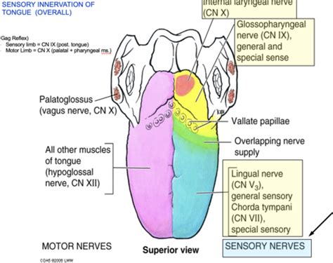 anatomy oral cavity and palate Flashcards | Quizlet