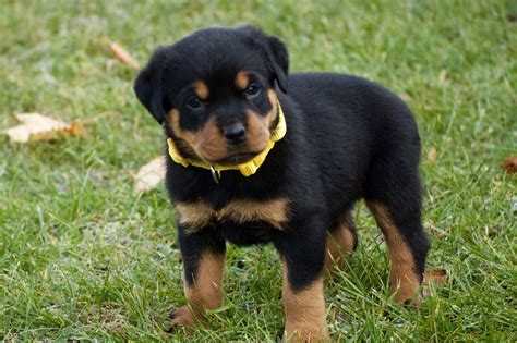 Giant Rottweiler Puppies for Sale | Rottweiler Puppies for Sale