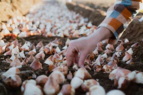 Fall Bulbs: Planting for Success — Artemis Flower Farm