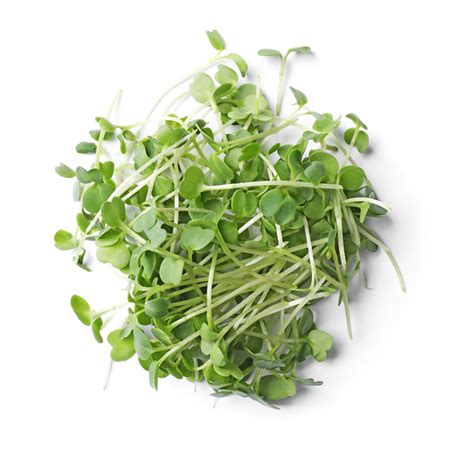 Organic Arugula Microgreens