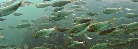 Pass The Menhaden, Please! - Marine Fish Conservation Network