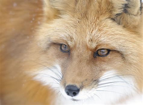 Red fox eyes - Animal & Insect Photos - Francois's Photoblog