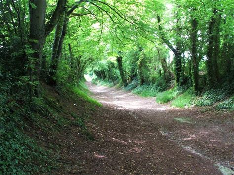 Photography - Halnaker Tree Tunnel, June & November 2015 | The Great Gordino