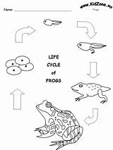 Life Cycle Of A Frog Colouring Pages sketch template