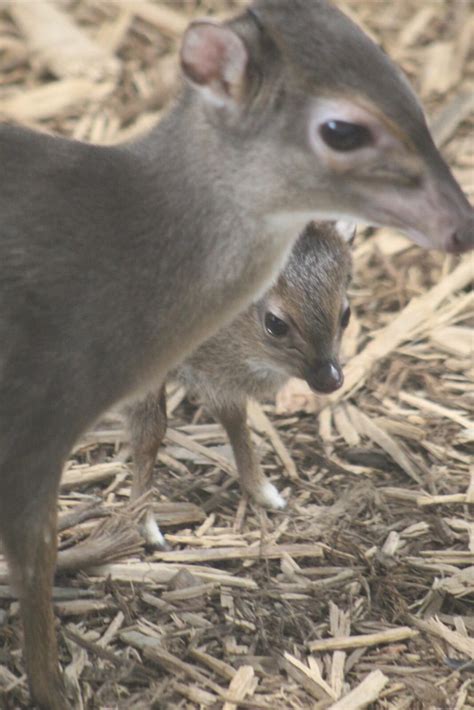 Blue Duiker | Chattanooga Zoo