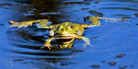 Are Amphibians Cold Blooded? - Earth.com