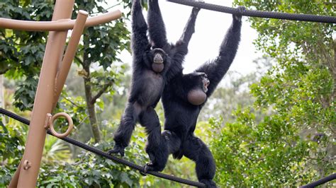 Zoo’s hottest new habitat will transport you to the tropics! | Auckland Zoo