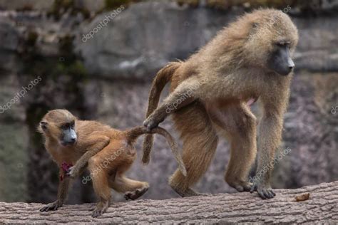 Guinea baboons (Papio papio). Stock Photo by ©wrangel 129251336