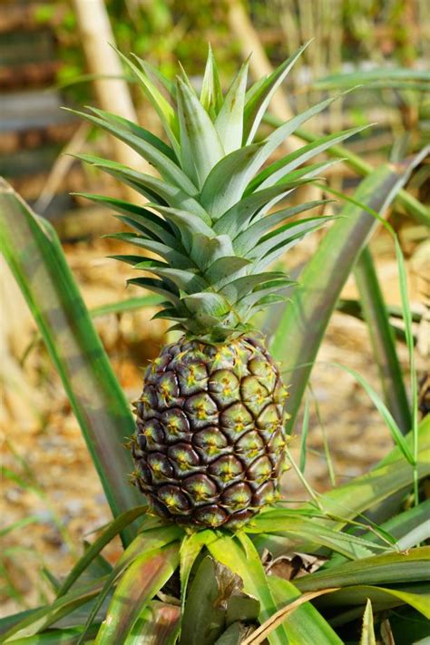 Growing Pineapple Plants | How To Grow Pineapples | HGTV