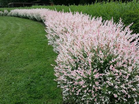 Salix 'Hakuro Nishiki' Variegated Willow 6" Pot - Hello Hello Plants