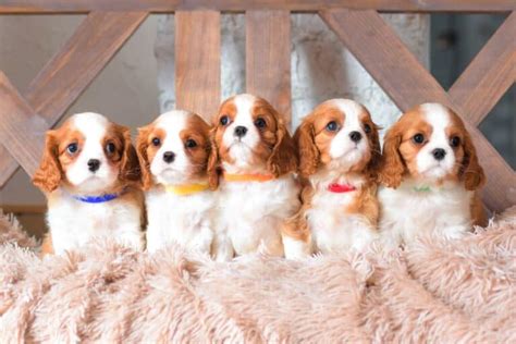 Teacup Cavalier King Charles Spaniel: A Comprehensive Guide