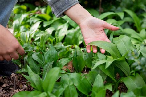 Spring foraging guide: What to look out for and how to cook it | The Independent