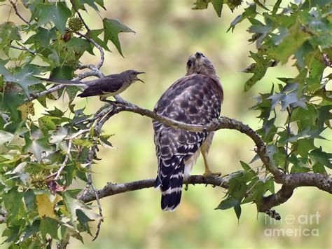 Hawk getting an ear full Photograph by David Forsyth