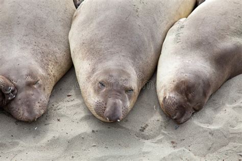 Sea elephant stock photo. Image of ocean, relax, wild - 13872434