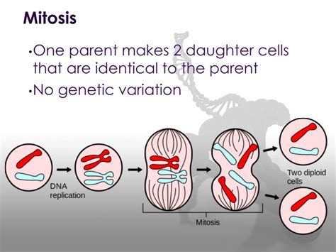 PPT - DIPLOID VS. HAPLOID PowerPoint Presentation, free download - ID:2867331