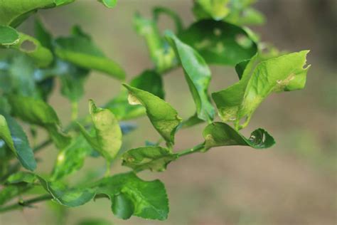 Why Your Lemon Tree Leaves Curling And How To Fix Them