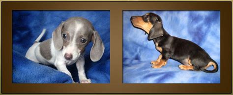 Miniature Dachshund Puppies for Sale | Dapple Doxie