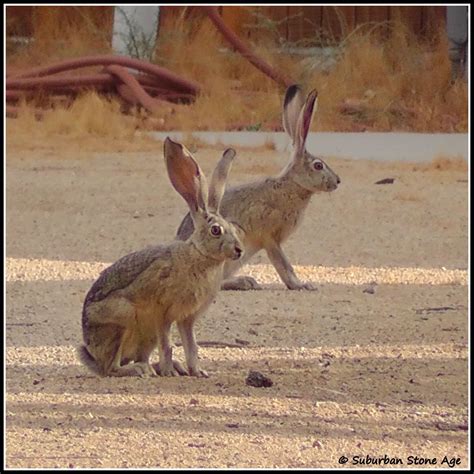 Mojave Desert Animals Adaptations – Idalias Salon