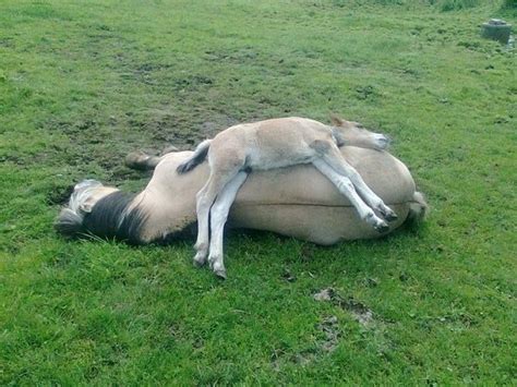 15 Reasons Horses Are The Worst Animals To Live With