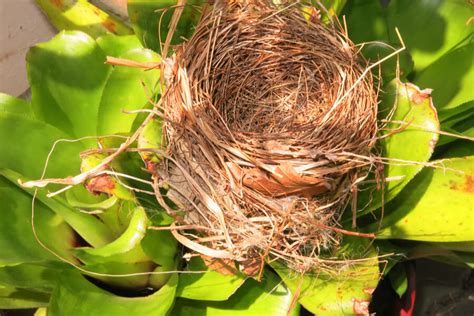 How Do Birds Choose Where to Nest? - Varment Guard Wildlife Services