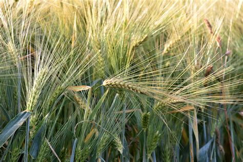 Virginia’s Expected Winter Wheat Production Up 23 Percent | Plows and ...