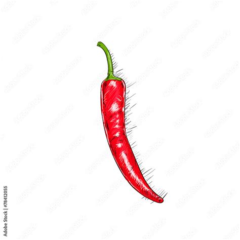 red chili pepper sketch draw isolated over Stock Vector | Adobe Stock