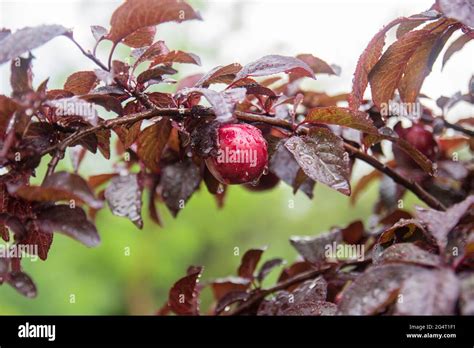 red leaf plum tree and its fruit on the branch. prunus cerasifera ...