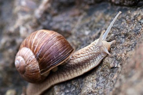 Edible Snail, Helix pomatia – License image – 70355941 lookphotos