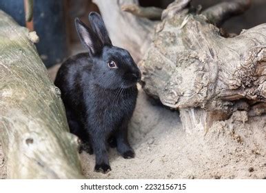 Black Hare Sits Near Stones 2023 Stock Photo 2232156715 | Shutterstock