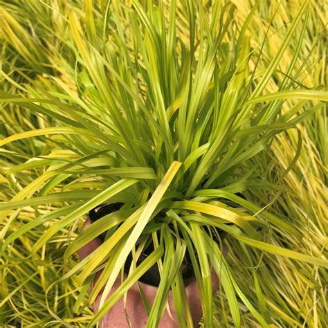 Carex oshimensis EverColor® ‘Everillo’ - Japanese Sedge USPP #21,002 (4 ...