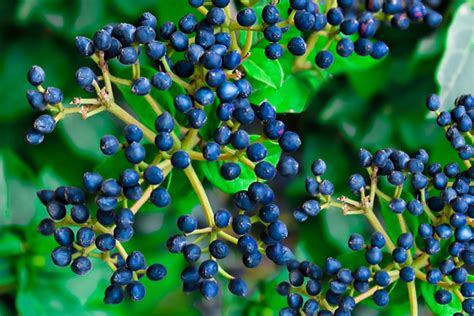 Arrowwood Viburnum: Plant Care & Growing Guide