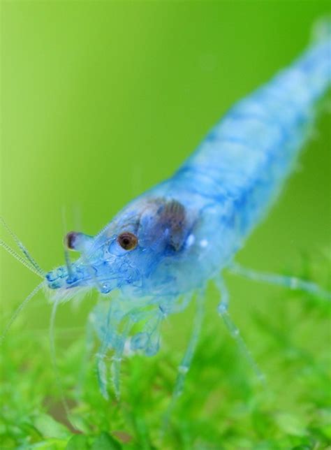 Blue velvet shrimp | Neocaridina davidi "Blue Velvet" care & info - The ...