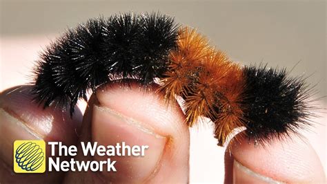 What an orange stripe on this caterpillar can tell you about winter - YouTube