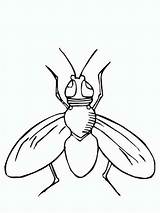 Fly 3 coloring Page sketch template
