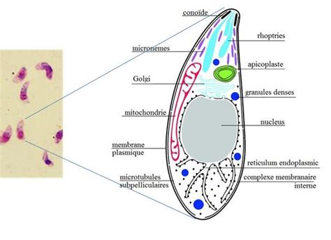 Toxoplasma Gondii Tachyzoites