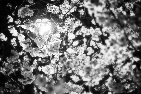 Wallpaper : black and white, nature, branch, monochrome photography, flora, spring, tree, cherry ...