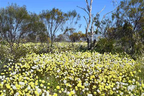 Western Australia Wildflowers 2024 Guide: Best Places To See Them