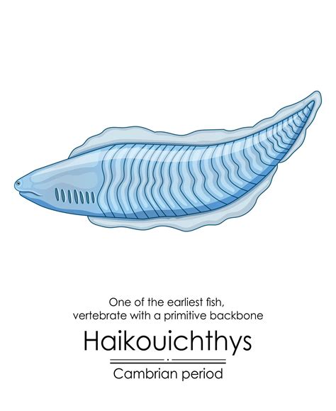 Haikouichthys is known as one of the first fish 39316591 Vector Art at Vecteezy