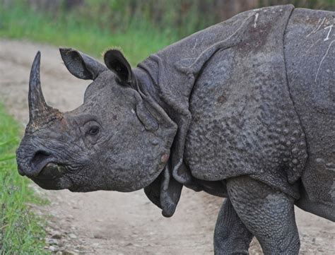 Best Place To See Indian Rhinos in The Wild | Wildlife Trails