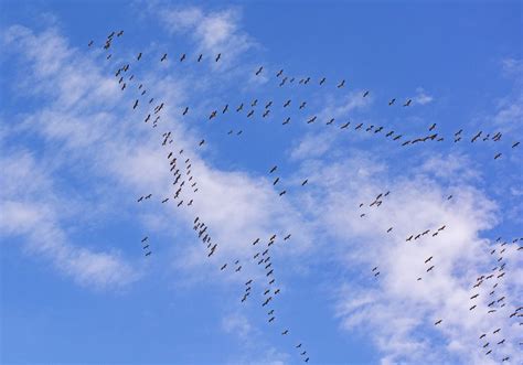 White Stork Fall Migration | Smithsonian Photo Contest | Smithsonian Magazine