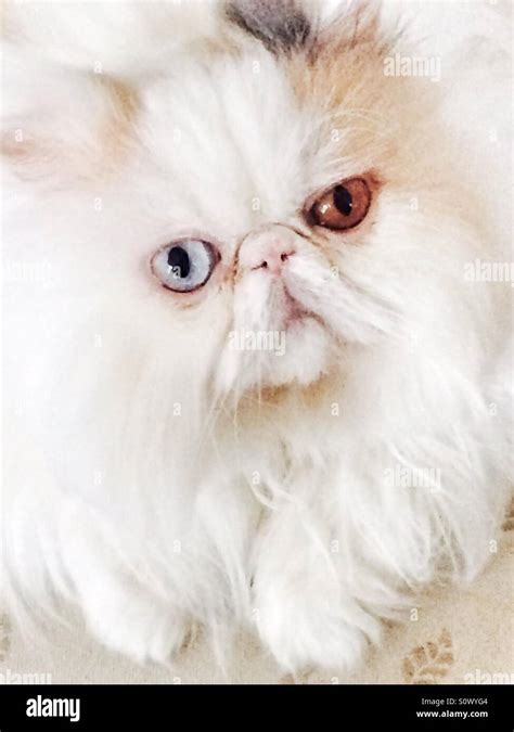 Persian odd eye colour cat looking in the camera Stock Photo - Alamy