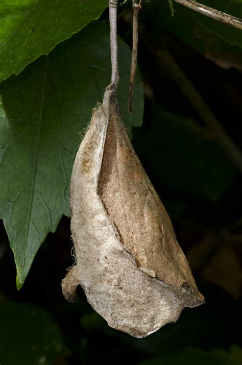 Atlas Moth (Attacus atlas) Pupa | The large silk cocoon is e… | Flickr