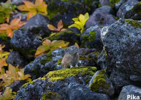 What Animals Eat Moss? 7 Examples with Pictures! - Animal Quarters