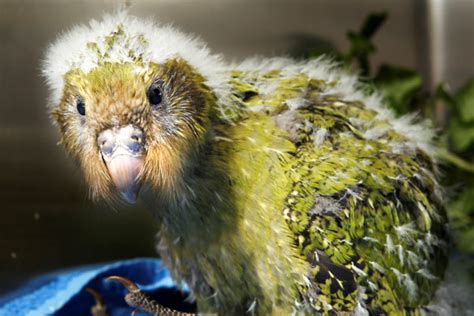 10 Fun Facts About Kakapo - World's Facts