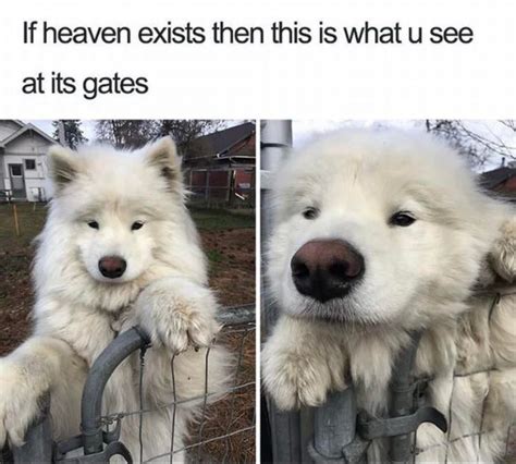 What a cute doggo : r/MadeMeSmile