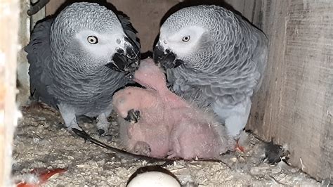 African Grey Parrot Chicks In The Nest Box With Their Parents /Inside ...