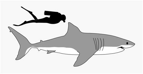 Transparent Shark Tail Clipart - Tiger Shark , Free Transparent Clipart - ClipartKey