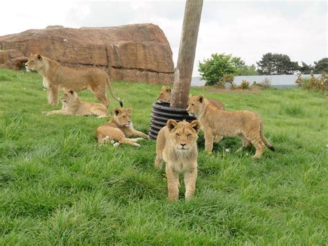 West Midland Safari Park's lion cubs growing up fast | Shropshire Star