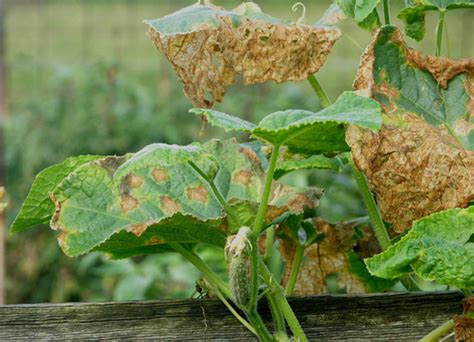 Cucumber Diseases